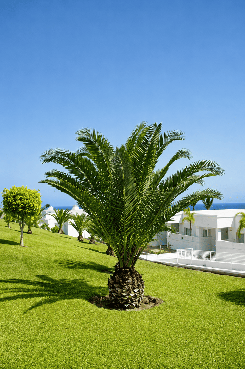 Palma de Jardín
